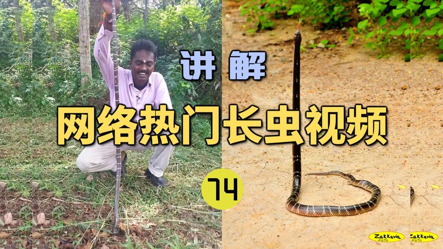 澳门今晚开什么号和女子遭毒蛇咬伤身亡与女子遭毒蛇咬伤身亡视频