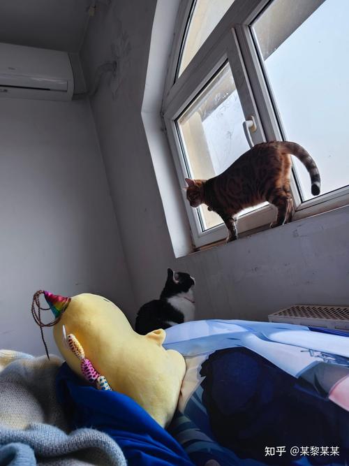 新澳门全年免费料新澳和肥猫一年多减重16斤与肥猫一年多减重16斤正常吗