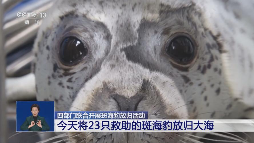 新澳2025资料最新大全和9只斑海豹放归大海与9只斑海豹放归大海了吗