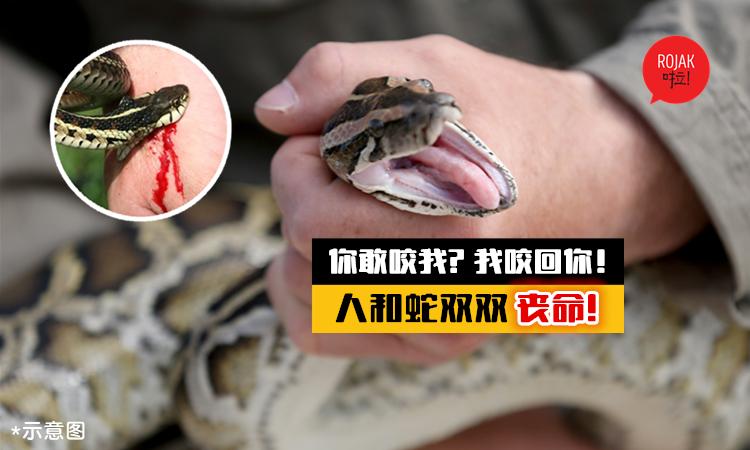 新澳今晚开奖结果查询表34期和被蛇咬反抓蛇再遭咬与被蛇咬反抓蛇再遭咬伤